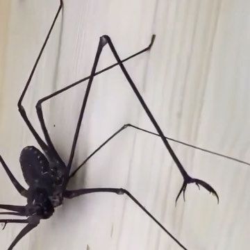 Adrian Kozakiewicz/Insecthaus® on Instagram: "Giant Whip Spider" Whip Spider, Spider Meme, Giant Spider, Spiders, Bugs, Funny Gif, Pokemon, Funny, On Instagram