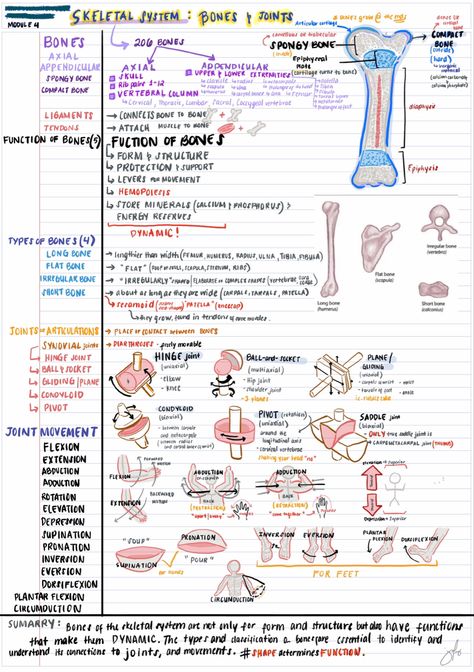 Notes on Anatomy and Physiology Biology College, Learn Biology, Study Biology, Nursing School Motivation, Medicine Notes, Basic Anatomy And Physiology, Nurse Study Notes, Nursing Student Tips, Biology Facts