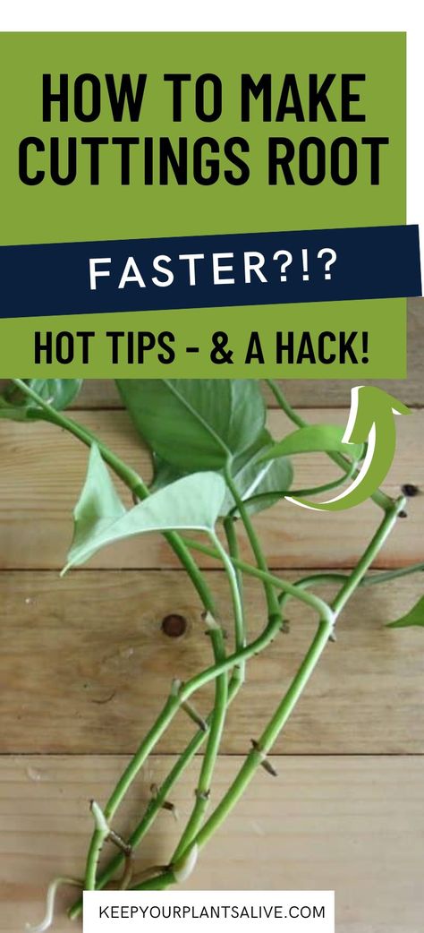 how to make cuttings root faster in water How To Propagate Hanging Plants, Propagating Ferns From Cuttings, English Ivy Propagation In Water, How To Root Plants In Water, Plant Clippings In Water, How To Propagate Plants From Cuttings, Plant Cuttings Display, How To Propagate Ivy Plant, Rooting Plants In Water