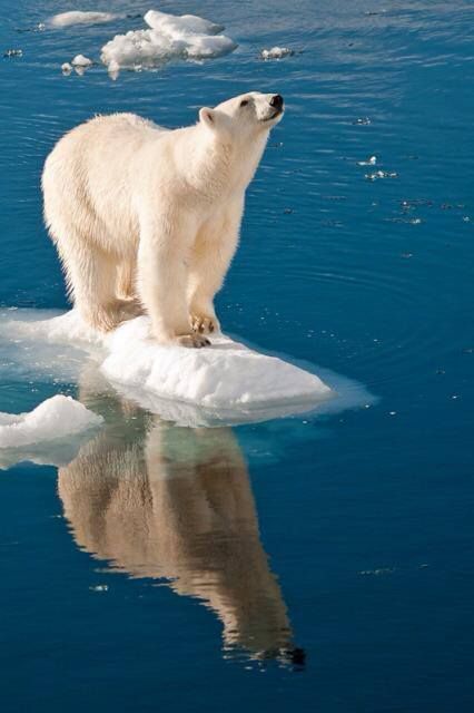 Polar Bear With Cubs, Polar Bear On Ice, White Polar Bear, Fan Photo, Bear Drawing, Arctic Animals, Bear Cubs, Bear Art, Polar Bears