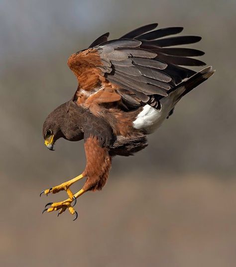 Harris Hawk Tattoo, Hawk Photography, Wild Birds Photography, Harris Hawk, Aigle Royal, Raptors Bird, Best Cameras, Eagle Pictures, Bird Pictures