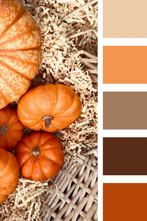 Fall Pallet Ideas Color Palettes, Pumpkin Colour Palette, Fall Palette Colour Schemes, Orange Fall Color Palette, Pumpkin Color Palette, Colour Palette Autumn, Thanksgiving Color Palette, Autumn Pallet, Fall Color Pallet