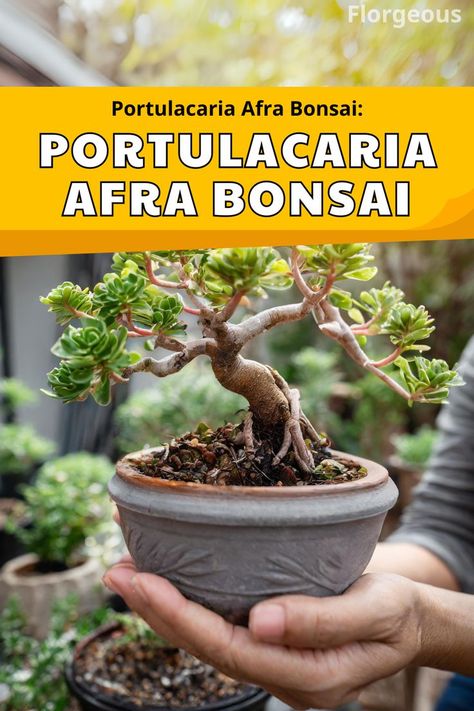 Portulacaria Afra Bonsai Elephant Bush, How To Grow, Succulent, To Grow, Soil, Need To Know, Elephant