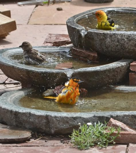 Backyard Bird Bath Fountain, Waterfall Bird Bath, Bird Bath Water Fountains, Water Fountain Bird Bath, Bird Bath Fountain Ideas, Bird Fountain Ideas, Bird Water Fountain, Large Bird Baths, Bird Bath Ideas