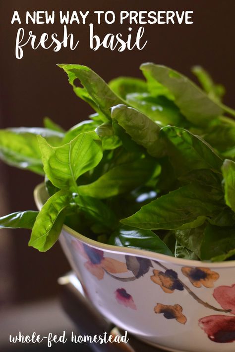 Basil Freezing, Preserve Fresh Basil, How To Freeze Basil, Preserving Basil, Maple Pumpkin Pie, Freezing Fresh Herbs, Fresh Basil Recipes, Wassail Recipe, Freezing Vegetables