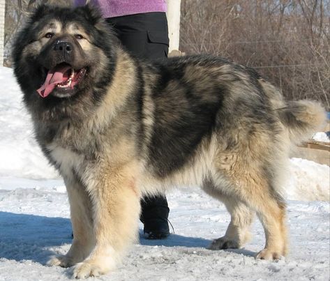 Russian bear dog is also known as Caucasian Shepherd originated in the Caucasus mountain region where it was primarily used for protecting sheep herds against predators which included packs of wolves and bears. Caucasian Dog, Russian Dog Breeds, Russian Bear Dog, Russian Dogs, Caucasian Shepherd Dog, Caucasian Shepherd, Hot Dog Bar, Big Dog Breeds, Shepherd Dog Breeds