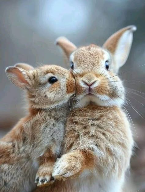 Love Bunnies, Cute Bunny Pictures, Time Images, Cute Animals Puppies, Animals Friendship, Animal Facts, Cute Wild Animals, Photography Awards, Cute Animal Photos