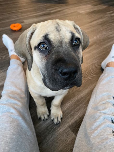 Peyton Character, English Mastiff Puppy, Boerboel Puppies, Boerboel Mastiff, Italian Mastiff Puppies, Bull Mastiff Puppies, Big Dogs Breeds, Biggest Dog In The World, English Mastiff Puppies