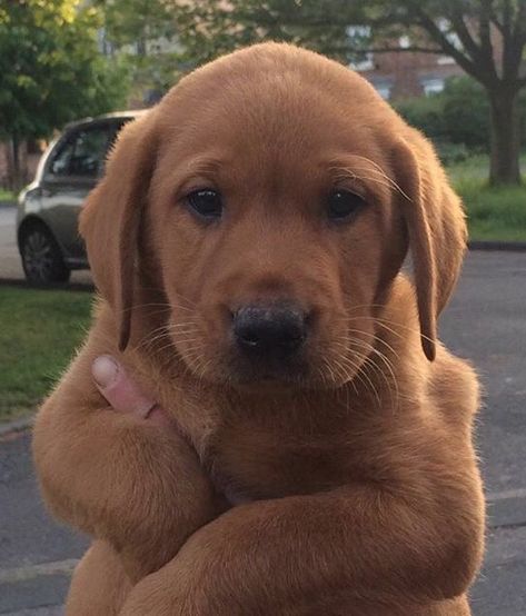 Redfox Labrador Puppy, Fox Red Lab Puppies, Red Fox Labrador Puppy, Ginger Labrador, Red Lab Puppy, Red Fox Lab, Red Golden Retriever Puppy, Red Fox Labrador, Fox Labrador