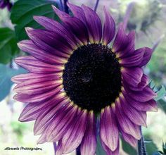 Beautiful purple sunflower.. I want this one for my summer garden! Purple Sunflower, Growing Sunflowers, Pink Sunflowers, Sunflowers And Daisies, Sunflower Pictures, Sunflower Garden, Sunflower Wallpaper, Happy Flowers, Growing Seeds