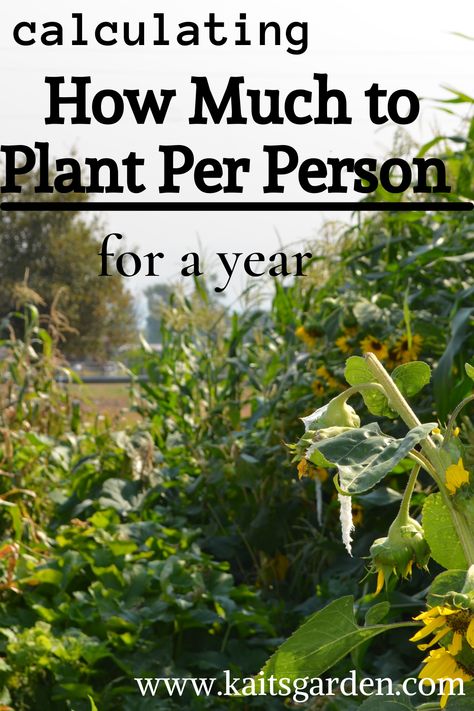 Garden Self Sufficient, How Much To Grow For A Year, How Much To Plant For A Family Of 4, How Much To Plant Per Person For A Year, How To Become Self Sufficient, Becoming Self Sufficient, How Many Plants Per Person, Beginning Homesteading, How Much To Plant Per Person