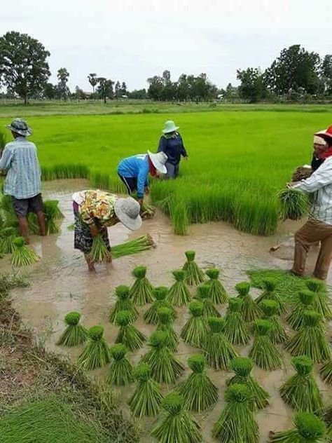 Rice Farming, Street Photography People, Flower Background Design, Farm Paintings, Dj Images, Village Life, Photo Art Gallery, Beautiful Flowers Pictures, Cute Love Couple Images