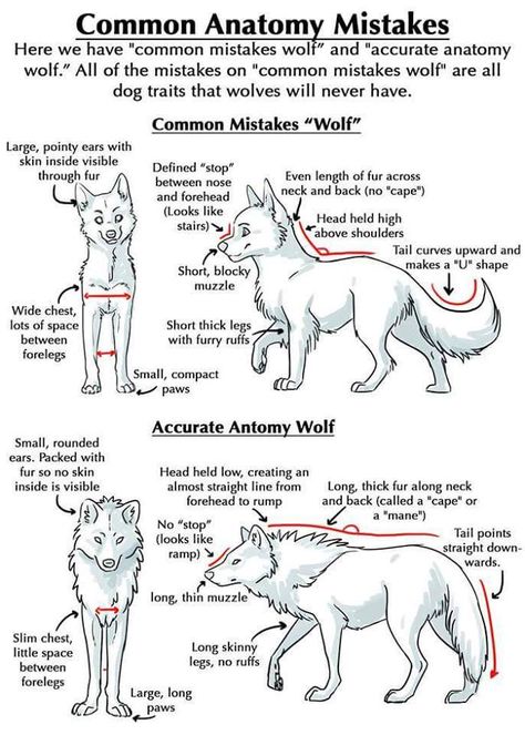 My Pack of Wolves (@MyPackofWolves) | Twitter Wolf Tutorial, Dog Tutorial, Animal Anatomy, Wolf Drawing, Animal Drawing, Wolf Dog, Guided Drawing, Animal Sketches, Wolf Art