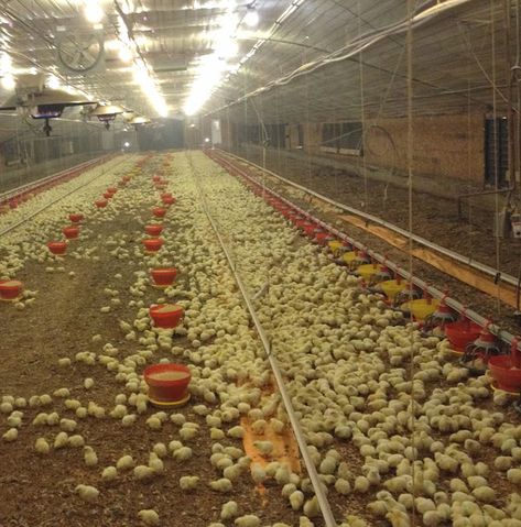 Broiler Chicken: What Is It? Breeds, Feed, Lifespan! Chicken House Diy, Poultry Farm Buildings, Chicken Zinger, House Ventilation System, Steak House Menu, Como Plantar Pitaya, Poultry Farm Design, Cottagecore Life, Chicken Houses