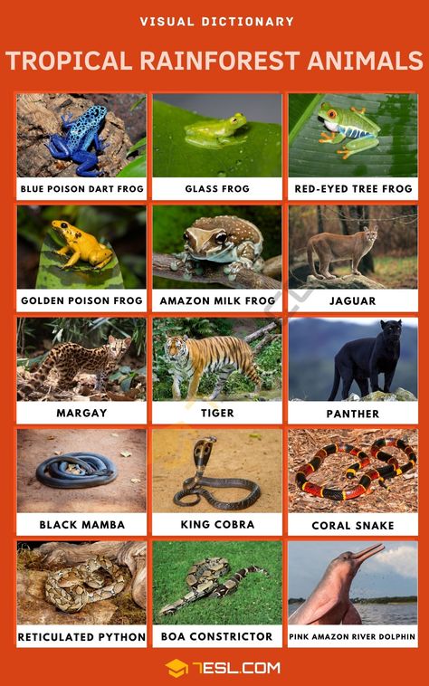 Tropical Rainforest Animals Tropical Forest Animals, Tropical Rainforest Animals, Pink Amazon River Dolphin, Amazon Rainforest Animals, Blue Poison Dart Frog, Rainforest Biome, South American Rainforest, Animals Name In English, Animal Infographic