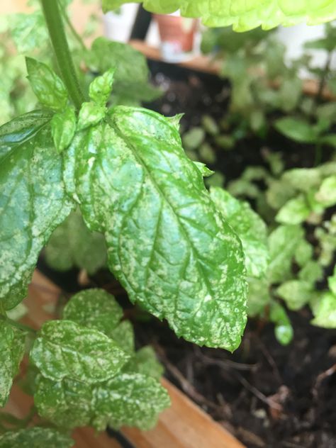 Mint | Mint with white spots on leaves White Spots On Plant Leaves, Plant Leaves Turning Brown, Plant Leaves Turning Yellow, Leaves Meaning, Mint Plant, Peppermint Plants, Mint Plants, Oregano Leaves, Plant Diseases