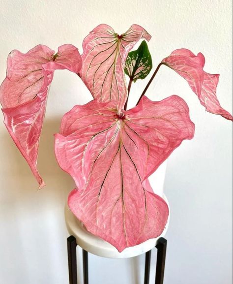 The Caladium Pink Symphony Symphony Caladium, Pink Plants, Shein Home Decor, Terracotta Warriors, Pink Plant, Decor 2024, Plant Aesthetic, House Plants Decor, Pretty Plants