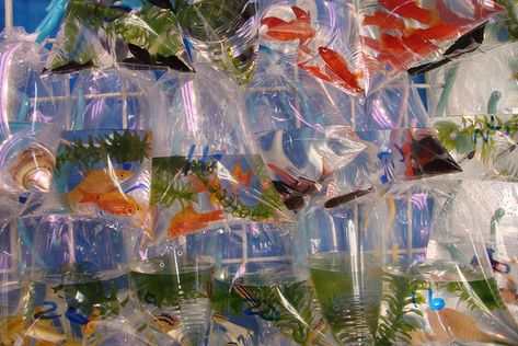 Hong Kong Goldfish Market Fish Bags, Chungking Express, Tropical Freshwater Fish, Plastic Bottle Flowers, Orange Fish, Water Aesthetic, Flat Sketches, Underwater Creatures, Fish In A Bag