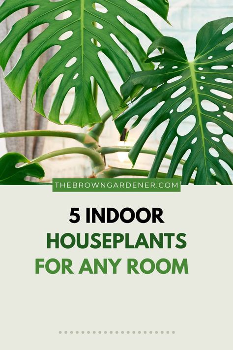 Winter is upon us and north facing window plants may be keeping you company. You might be thinking, which plants love a colder-than-normal window? You're probably thinking that it could not be many. The number is a bit small but they do exist! Let's get started! Plants For South Facing Windows, North Facing Window, Garden Ideas Cheap Easy, South Facing Windows, Plants For Living Room, Flower Garden Images, Garden Front Of House, Garden Planning Layout, Houseplants Low Light