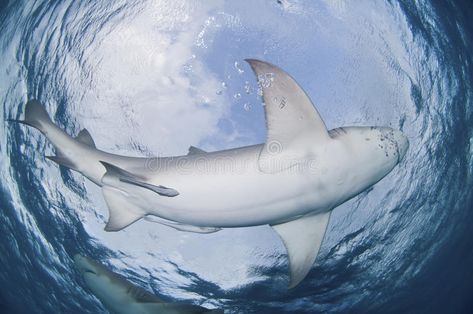 Circling shark. The view from below of lemon sharks swimming in a circle, Bahama , #AFF, #view, #lemon, #Circling, #shark, #circle #ad Shark From Below, Sharks Swimming, Shark Fish, Shark Swimming, A Circle, Sharks, The View, Bahamas, Flyer Design