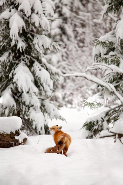 Fox Sketches Architecture, Regnul Animal, Winter Szenen, Winter Walk, Winter Scenery, Winter Beauty, Snow Scenes, Photo Blog, Design Christmas