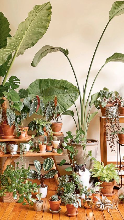 Houseplant Arrangements, Plant Placement In Home, Plant Arrangement Ideas, Plant Rooms, Plant Placement, Seed Planter, Plant Arrangement, Gorgeous Pics, Avocado Seed