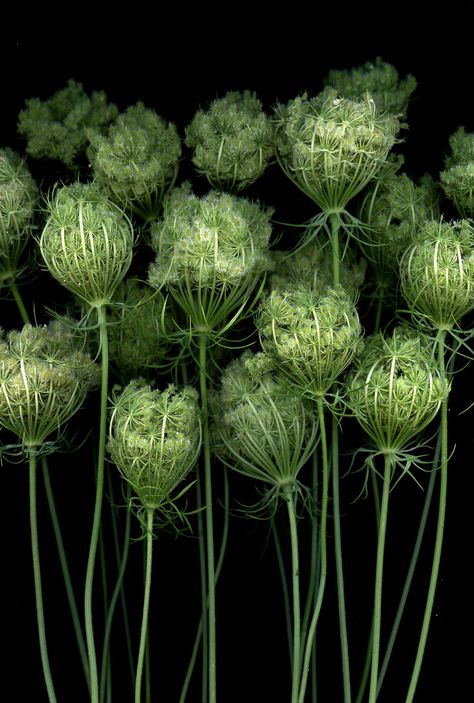 Lobelia Cardinalis, Daucus Carota, Queen Anne's Lace, Queen Annes Lace, Deco Floral, Pretty Green, Seed Pods, Queen Anne, Plant Life