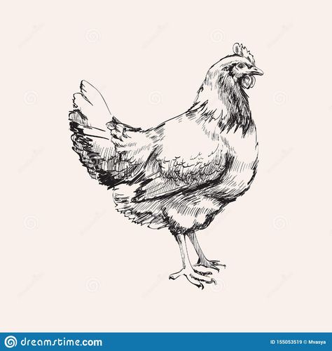 Simple Chicken Drawing, Chicken Drawing, Chicken Hen, Simple Chicken, Drawing Tutorial, Hen, Hand Drawn, Step By Step, Vector Illustration