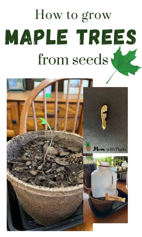 collage showing a maple tree sprouted a maple seed and a milk jug over a pot with text overlay that reads how to grow maple trees from seeds Maple Tree Seeds Helicopters, How To Grow Trees From Seeds, Growing Trees From Seeds, When To Plant Seeds, Maple Tree Seeds, Silver Maple Tree, Growing Trees, Bonsai Care, Starting Seeds