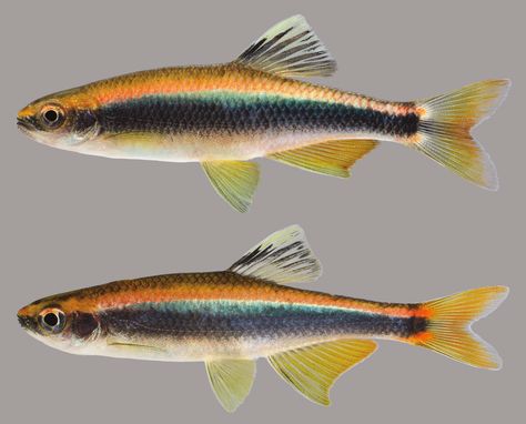 Fish Reference, Animal Infographic, River Fish, Fish Gallery, Florida Fish, Tropical Freshwater Fish, Amazing Animal Pictures, Flat Photo, River Fishing