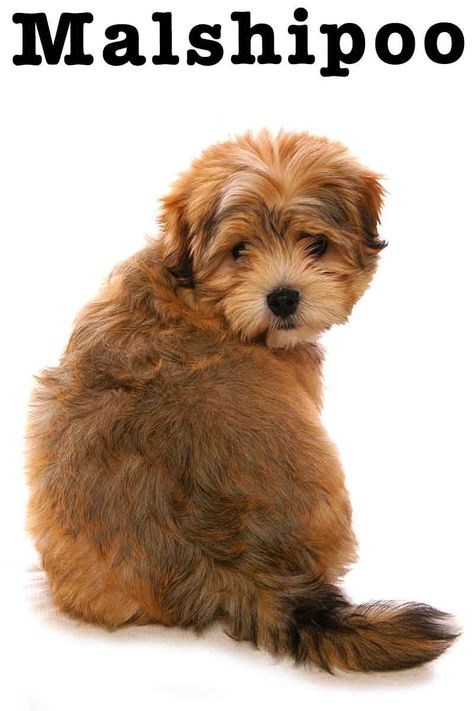 A Malshipoo combines three breeds into one small, cute package. This mix includes the Maltese, Shih Tzu, and Poodle breeds. Generally a Miniature or Toy Poodle will be used, in order to keep the size of the resulting hybrid small. Poodle Breeds, Shih Tzu Maltese Mix, Shih Tzu Poodle Mix, Maltese Poodle Mix, Poodle Mix Puppies, Shih Tzu Poodle, Crochet Dog Clothes, Very Small Dogs, Maltese Shih Tzu