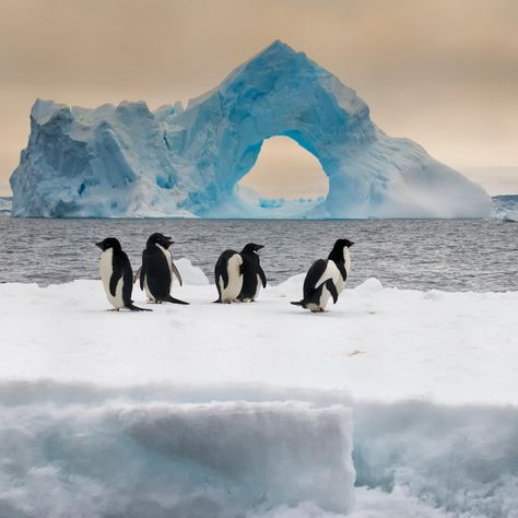 Antarctic Peninsula Discovery with Swan Hellenic 🐧 SH Diana 13 nights - 01 December 2024 ▪ 1 night pre cruise stay at Sofitel Buenos Aires Recoleta ▪ From £7,299 per person ▪ Exclusive to Destinology Book today 👉 click the link in our bio Itinerary: Day 1 - Travel Day 2 - Sofitel Buenos Aires Recoleta Day 3 - Ushuaia Day 4-12 - Antarctic Peninsula Day 13 - Ushuaia What's included? ▪ 1 night pre cruise stay ▪ Return UK flights ▪ Charter flights ▪ Group transfers ▪ Receive All Incl... Antarctic Peninsula, 1st Night, Ushuaia, Sea Birds, Penguins, Sailing, Water, Travel, Quick Saves