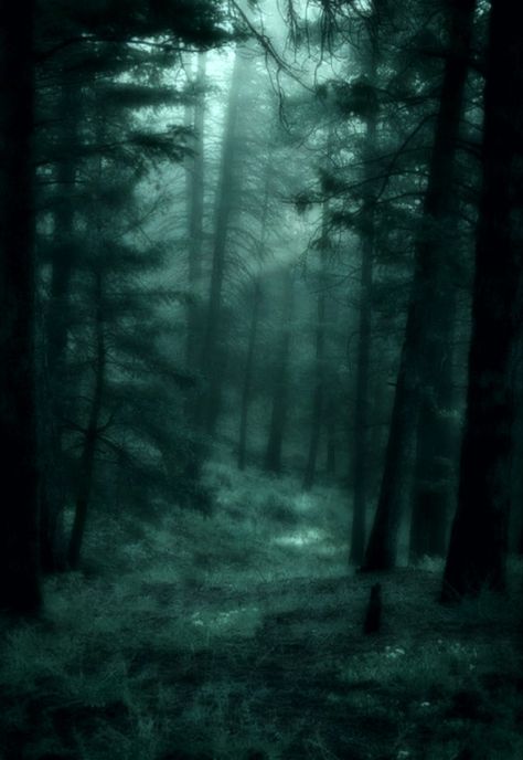 Twilight Filter, Dark Fairy Core, Oc Moodboard, Random Questions, Fairy Grunge Aesthetic, Dark Naturalism, Dark Forest Aesthetic, Dark Fairycore, Grunge Pictures