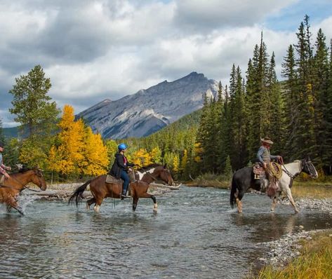 Banff Hourly Trail Rides | Banff Trail Riders | Official Website Female Elk, Things To Do In Banff, Fairmont Banff Springs, Fairmont Banff, Bear Spray, Mountain Trails, Fall Hiking, Lake Louise, Trail Riding