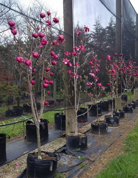 Magnolia Black Tulip, Black Tulip Magnolia Tree, Black Tulip Magnolia, Magnolia Tree Landscaping, Patio Chico, Magnolia Soulangeana, Tulip Magnolia, Red Magnolia, Easy Perennials