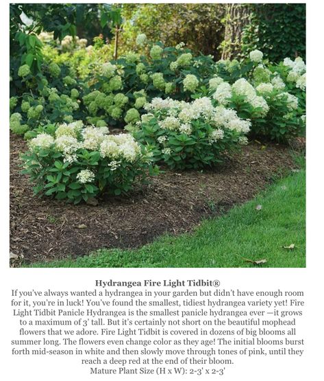 Hydrangea Fire Light Tidbit Firelight Hydrangea, Tiny Quick Fire Hydrangea, Hydrangea Paniculata Candlelight, Fire Light Tidbit Hydrangea, Hydrangea Paniculata Limelight, Hydrangea Landscaping, Hydrangea Varieties, Side Yard Landscaping, Panicle Hydrangea