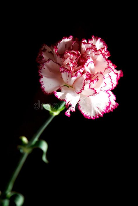 Carnation Flower Aesthetic, Carnation Wallpaper, Purple Carnations, Pretty Flowers Pictures, Carnation Flower, Cool Images, Natural Forms, Flower Pictures, Flower Wallpaper