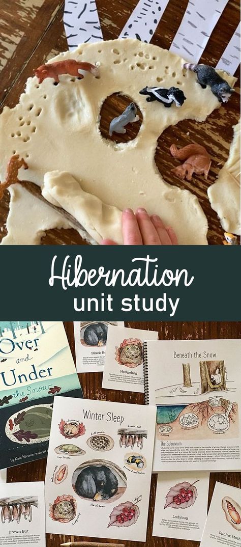 A delightfully whimsical playdough activity for exploring the science of hibernation Winter Playdough, Hibernation Preschool, Hibernation Activities, Playdough Activity, Cozy Crafts, Things To Learn About, Study Activities, Homeschool Nature Study, Lots Of Books