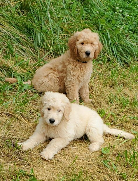 Dog Siblings, Fluffy Dogs, Goldendoodle, Funny Animal Pictures, Animal Pictures, Golden Retriever, Funny Animals, Doodles, Puppies