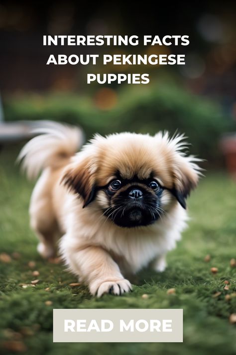 Pekingese puppy on grass with text overlay "Interesting facts about Pekingese puppies, Read More". Pekingese Puppies For Sale, Pekingese Puppies, Scruffy Dogs, First Dog, Pekingese Dogs, Fluffy Coat, Companion Dog, Fascinating Facts, Unique Characteristics