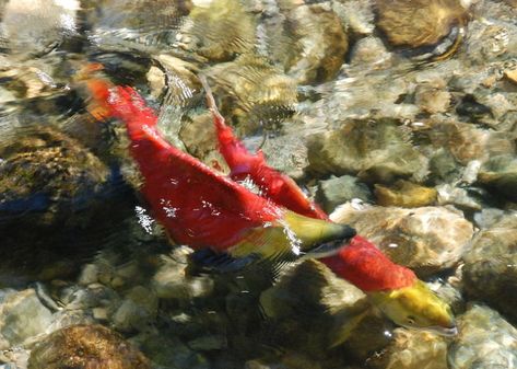 'Unprecedented' new data tool aims to bolster B.C. salmon conservation | National Observer Salmon Species, Melanistic Animals, Chum Salmon, Pacific Salmon, Mendocino Coast, Red Salmon, Fish Feed, Sockeye Salmon, Salmon Run