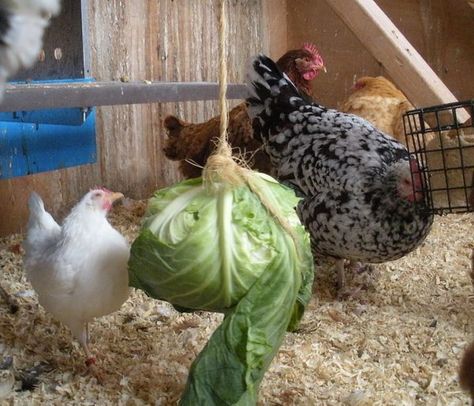 Chicken Boredom, How To Keep Chickens, Animal Enrichment, Chicken Coup, Chicken Life, Keeping Chickens, Building A Chicken Coop, Chicken Coop Plans, Mini Farm