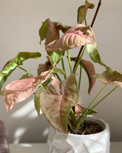 Jenny on Instagram: “I don’t often share my houseplants unless it’s in my story- syngonium pink allusion has grown tall, super excited to see it flourish. Will…” Pink Syngonium, Arrowhead Plant, Plant Goals, Plant Book, Pink Leaves, Cactus Y Suculentas, Perfect Plants, Plant Pictures, Pretty Plants