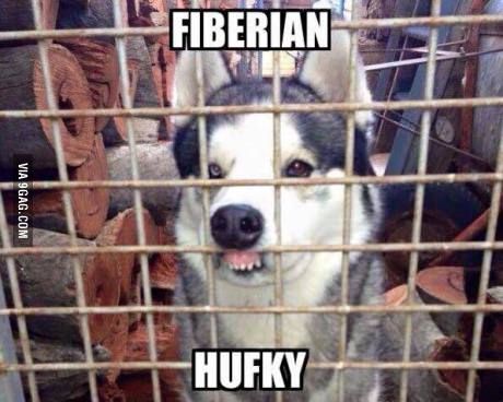 Fiberian Hufky Husky Funny, Dog Quotes Funny, Husky Mix, A Husky, Dog Fence, Funny Animal Memes, Dog Quotes, Funny Animal Pictures, Newfoundland