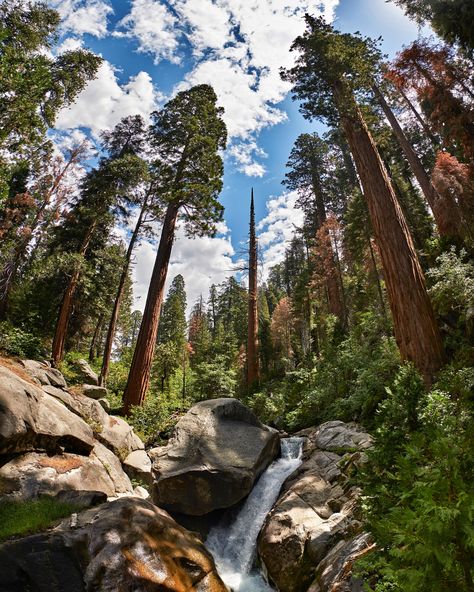 Sequoia National Park Photography, La Travel, Mountain Lions, California Parks, Hiking Photography, Hiking Spots, Sequoia National Park, Us National Parks, One Day I Will