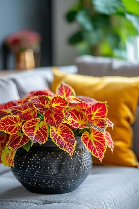 How To Winterize Coleus: Cold Weather Care Backyard Balcony, Bohemian Coastal, Overwintering, Peat Moss, Replant, Online Interior Design, Dining Room Walls, New Growth, Potting Soil