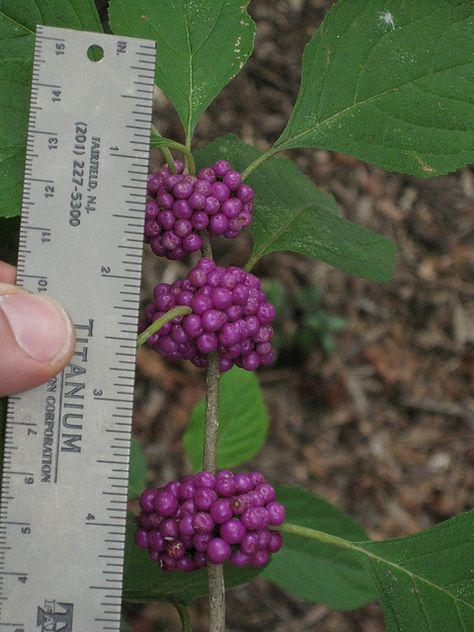 Beautyberries. (EDIT: Found some. They are tasty, with a slight aftertaste resembling watermelon rinds or celery.)(Further Edit: Make a WONDERFUL jelly) Callicarpa Americana, American Beautyberry, Vintage Skills, Medicinal Wild Plants, Understory Plants, Edible Weeds, Texas Native Plants, Edible Wild Plants, Foraged Food