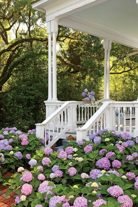 French Hydrangea, Hydrangea Landscaping, Big Leaf Hydrangea, Endless Summer Hydrangea, Tattoo Plant, Southern Garden, Hydrangea Garden, Hydrangea Macrophylla, Garden Pictures