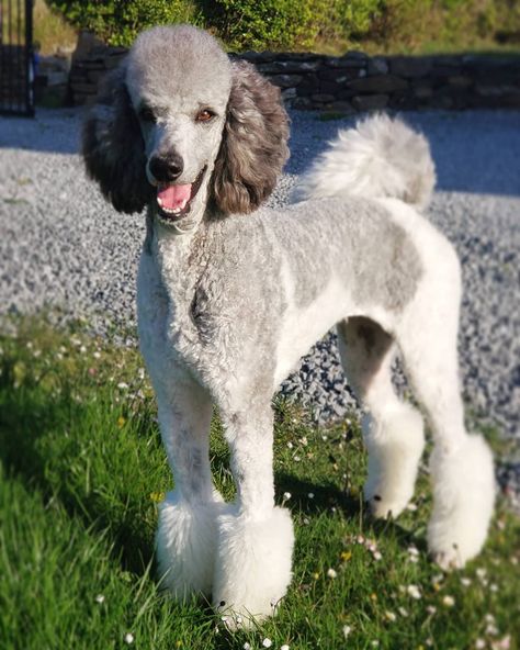 Poodle Styles, Apricot Standard Poodle, Dog Types, Parti Poodle, Poodle Puppy Standard, Poodle Cuts, Poodle Grooming, Dog Haircuts, Dog Cuts