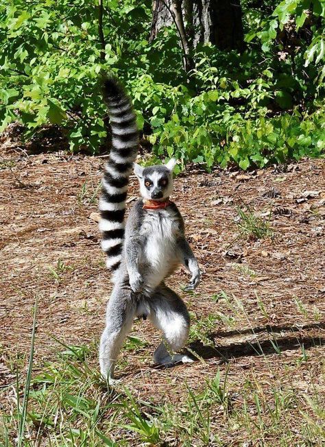 Ring-tailed Lemur, ©Duke Lemur Center Lemur Fursona, Lemur Anatomy, Ring Tail Lemur, Animals Dancing, Funny Lemur Pictures, Ringed Tail Lemur, Lemur Art, Funny Wild Animals, Ring Tailed Lemur